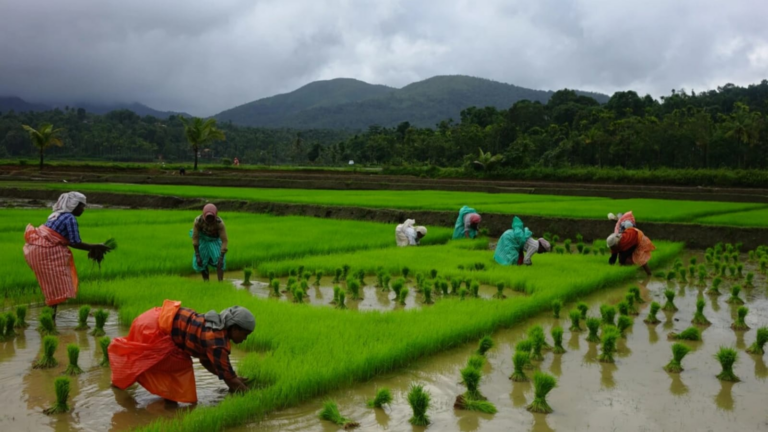 Union Budget 2025: Modi govt may raise agriculture spending by over 15%, largest increase in six years, says report